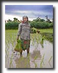 Thailand, planting rice, travel photography, photography, art prints, posters, post cards