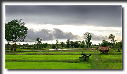 rice fields, Thailand, Asia, travel photography, photography, art prints, posters,post cards