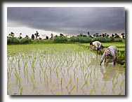 rice fields, Thailand, Asia, travel photography, photography, art prints, posters,post cards