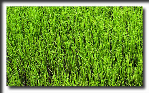 rice fields, Thailand, Asia, travel photography, photography, art prints, posters,post cards
